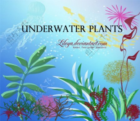 水下的植物