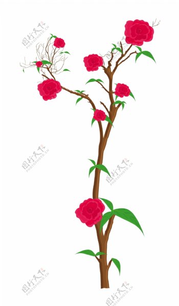 红玫瑰的植物
