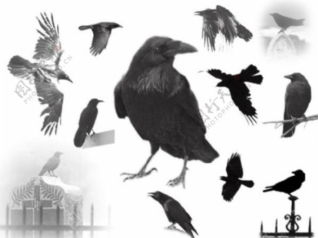 的ravens