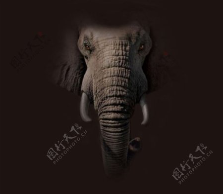 位图动物动物特写大象色彩免费素材