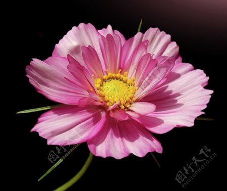 位图植物摄影写实花卉花朵免费素材