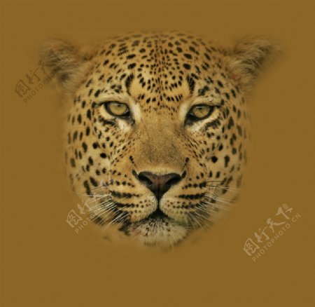 位图动物动物特写豹色彩免费素材