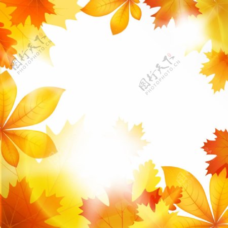 美丽的秋天的树叶矢量素材