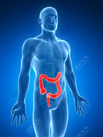 人体大肠器官图片