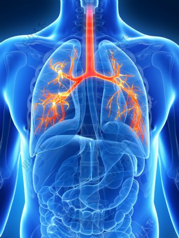 呼吸道器官图片