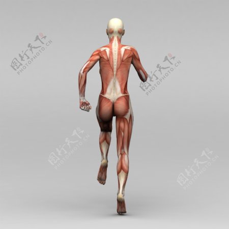 运动女背部肌肉组织图片
