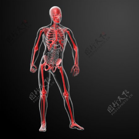 人体骨架器官图片