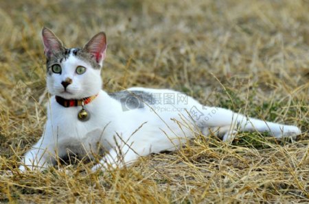 趴在草地上的小猫