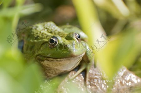 草丛中的青蛙