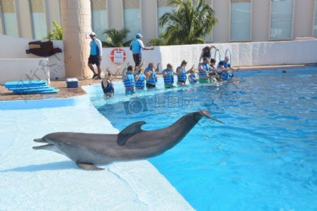 泳池边上的海豚