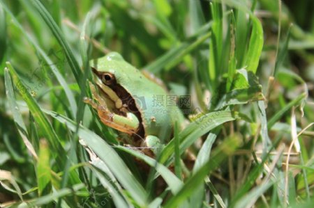 草丛中的青蛙