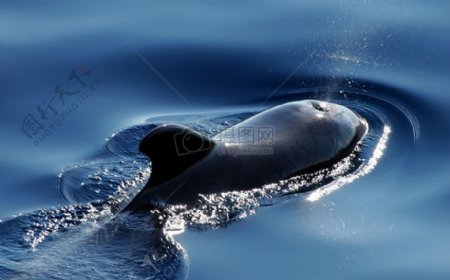 水中游泳的领航鲸