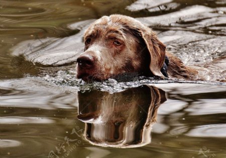游泳中的狗狗