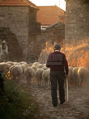 夕阳下放羊的农民
