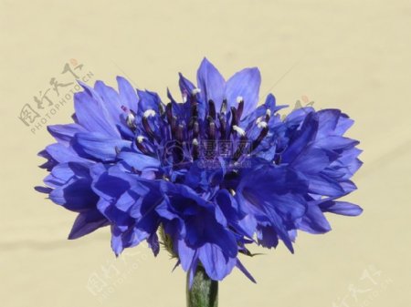 盛开的蓝色矢车菊