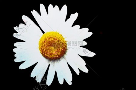 绽放的白色花