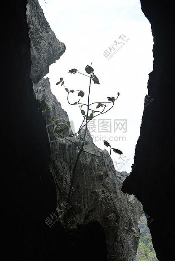岩洞缝里的植物