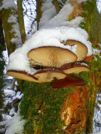 雪落在蘑菇上