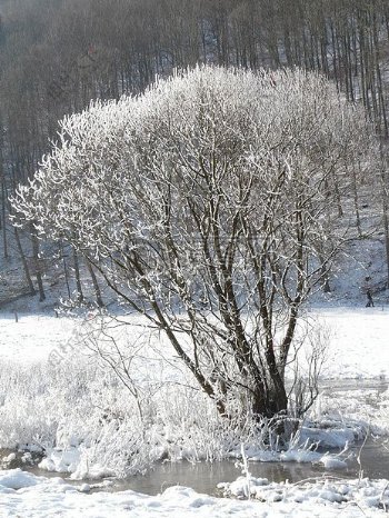 冬天的美丽雪树