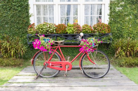 美丽鲜花自行车图片