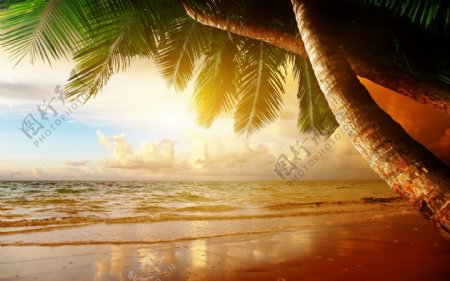 清新海洋沙滩椰子树背景
