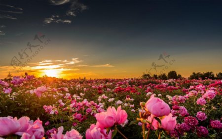 牡丹花背景图片