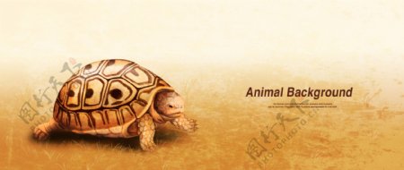 彩铅画效果动物分层背景乌龟