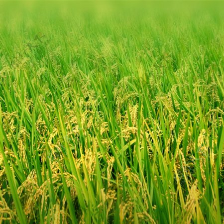 农业农产品稻田背景