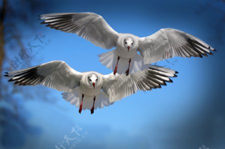 天空飞翔的海鸥