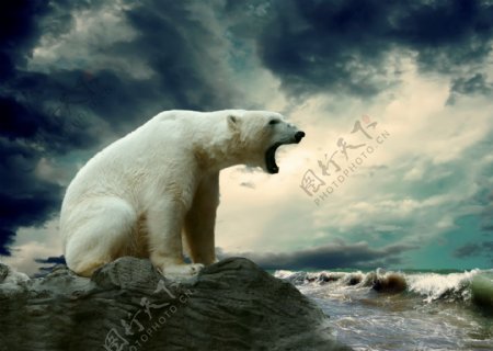北极熊与海洋