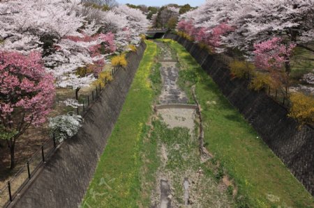 日本河道边樱花图片