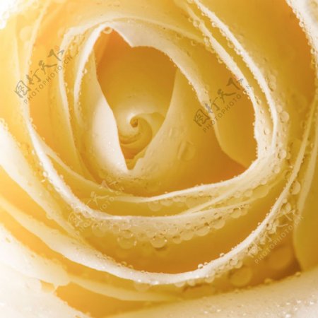 大气黄色玫瑰花背景图