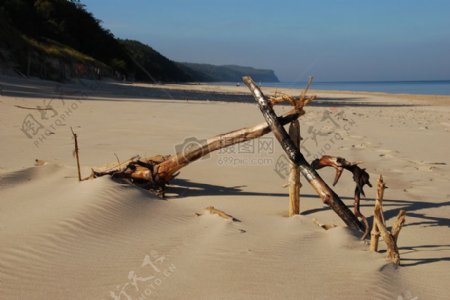 沙滩上的木头