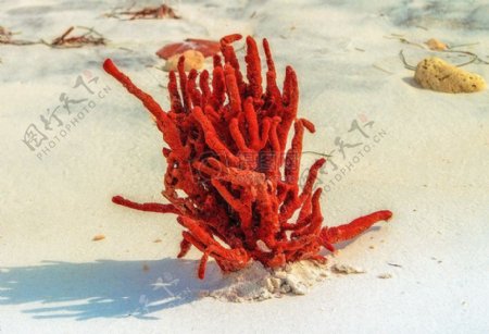 红色的珊瑚生物