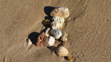 沙滩中的贝壳