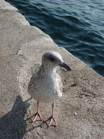 博斯普鲁斯海峡海鸥