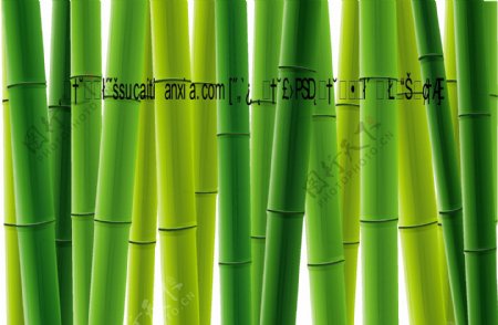 竹树竹竿植物