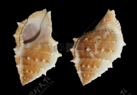 漂亮的海蜗牛贝壳