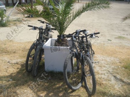 树荫下的自行车