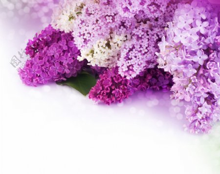 唯美时尚紫色花簇花朵背景墙壁画墙画