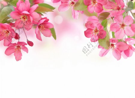 粉色花朵甜美背景素材下载
