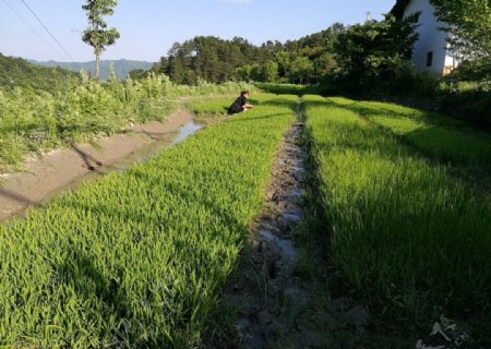 乡村水稻