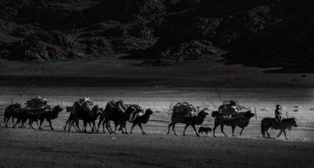 前行的骆驼运输队