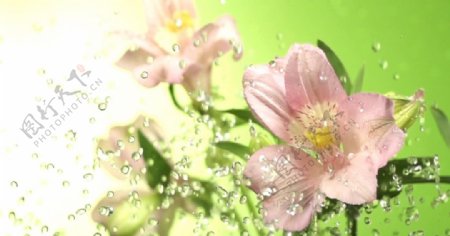 高清实拍慢镜头水珠与花朵背景