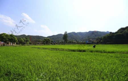 绿色田野稻田