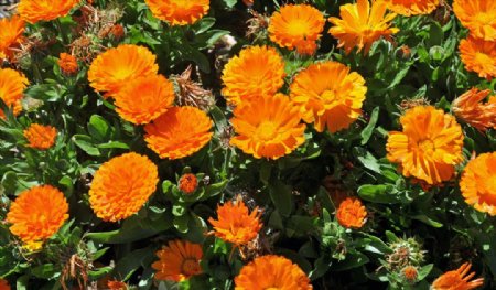 金盞花特写橙色花卉