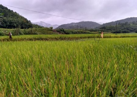 雨天的田野