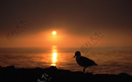 夕阳下海鸥