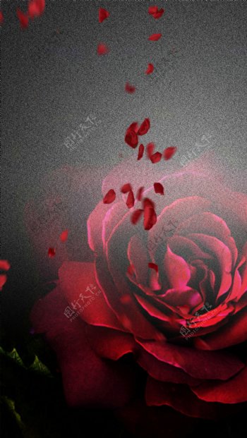 唯美红色玫瑰情人节H5背景素材