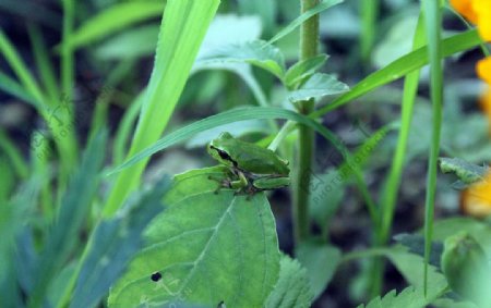 绿草青蛙摄影